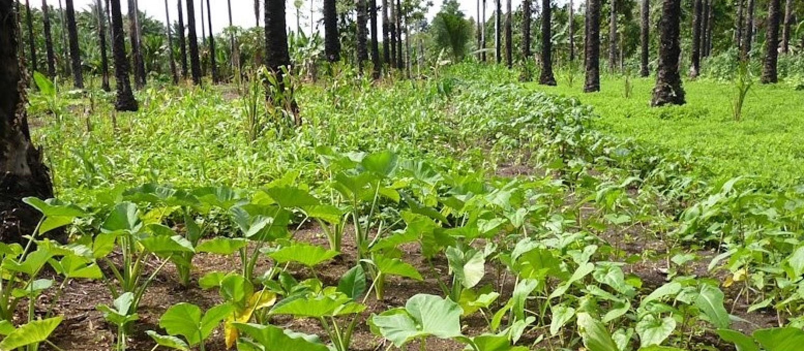 New oil palms replanting model | ACIAR 